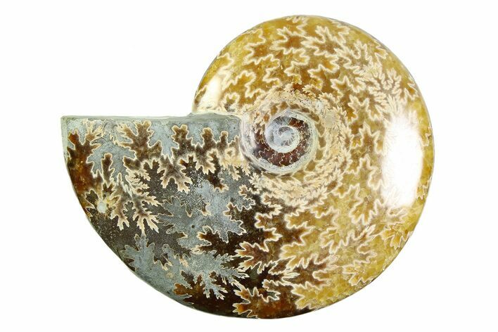 Polished Ammonite (Cleoniceras) Fossil - Madagascar #339239
